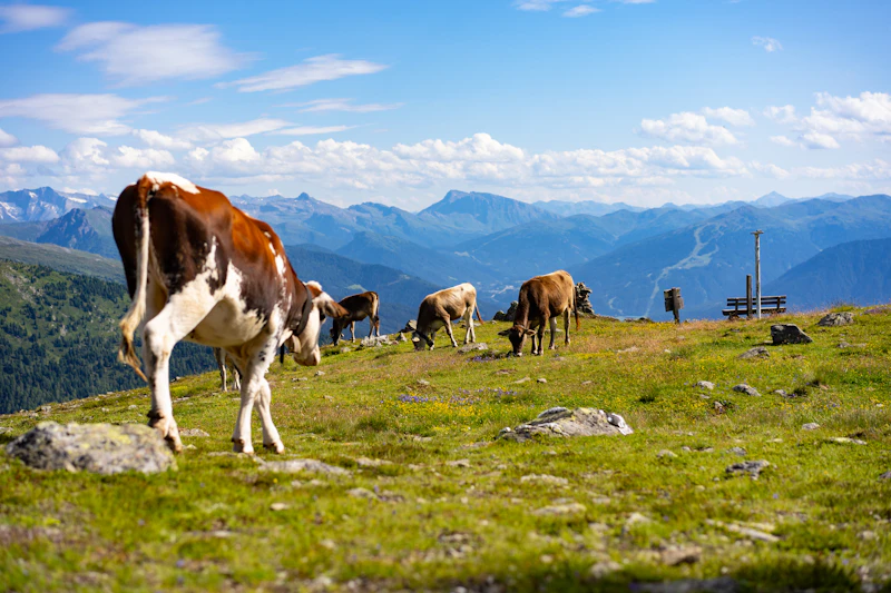 Modern livestock farm with AI monitoring systems